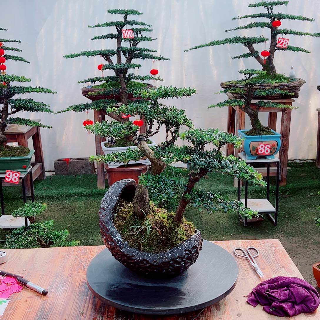 罗汉松小老桩红芽罗汉松