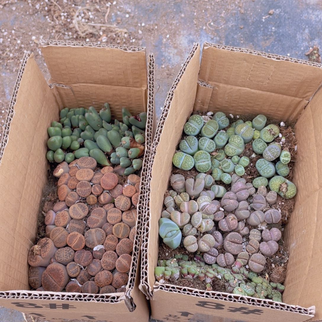 一箱拼箱988888888