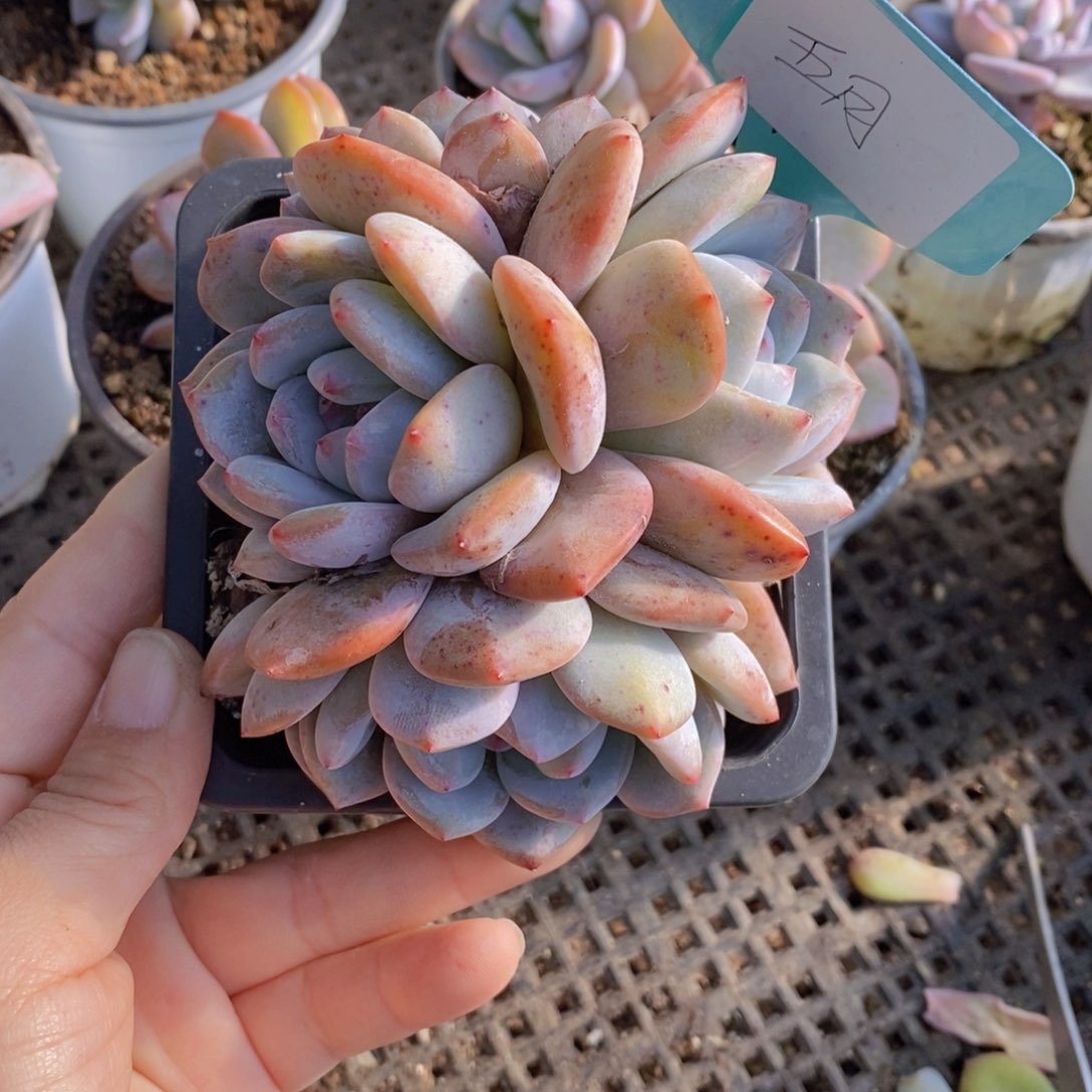 ?**?多肉植物111111111