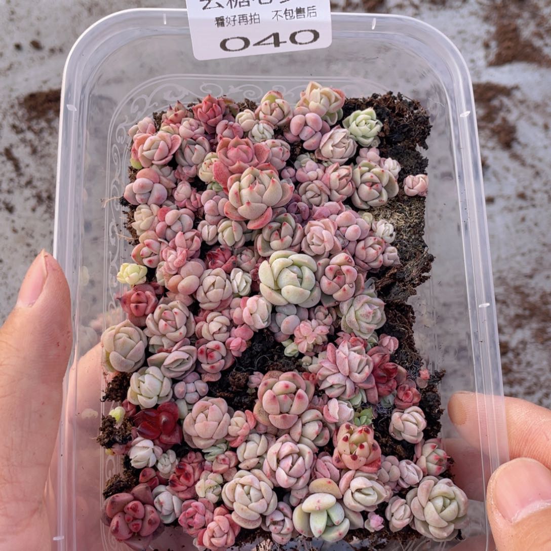 云糖心多肉植物40