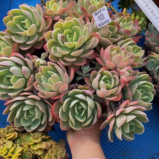 A*拉丝绸19030多肉