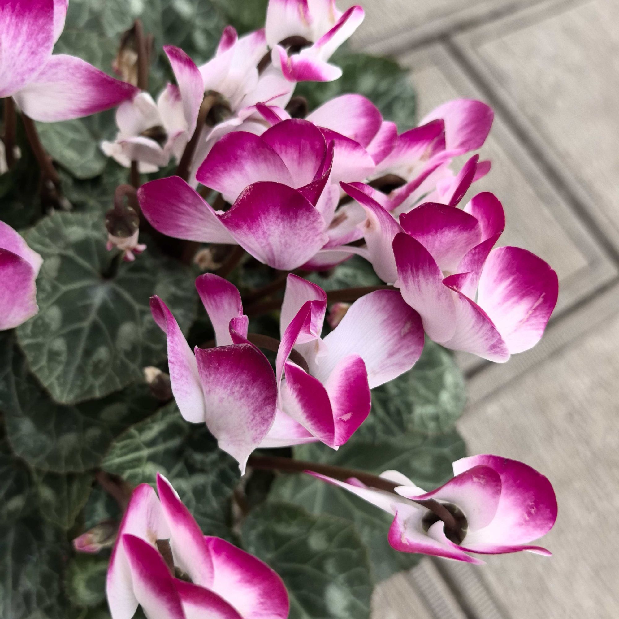 【桃夭】一加仑大花仙客来带花带花苞发货四季开花盆栽