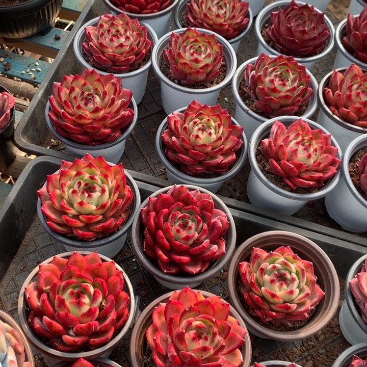 夜魔侠多肉植物带盆土两单包邮的