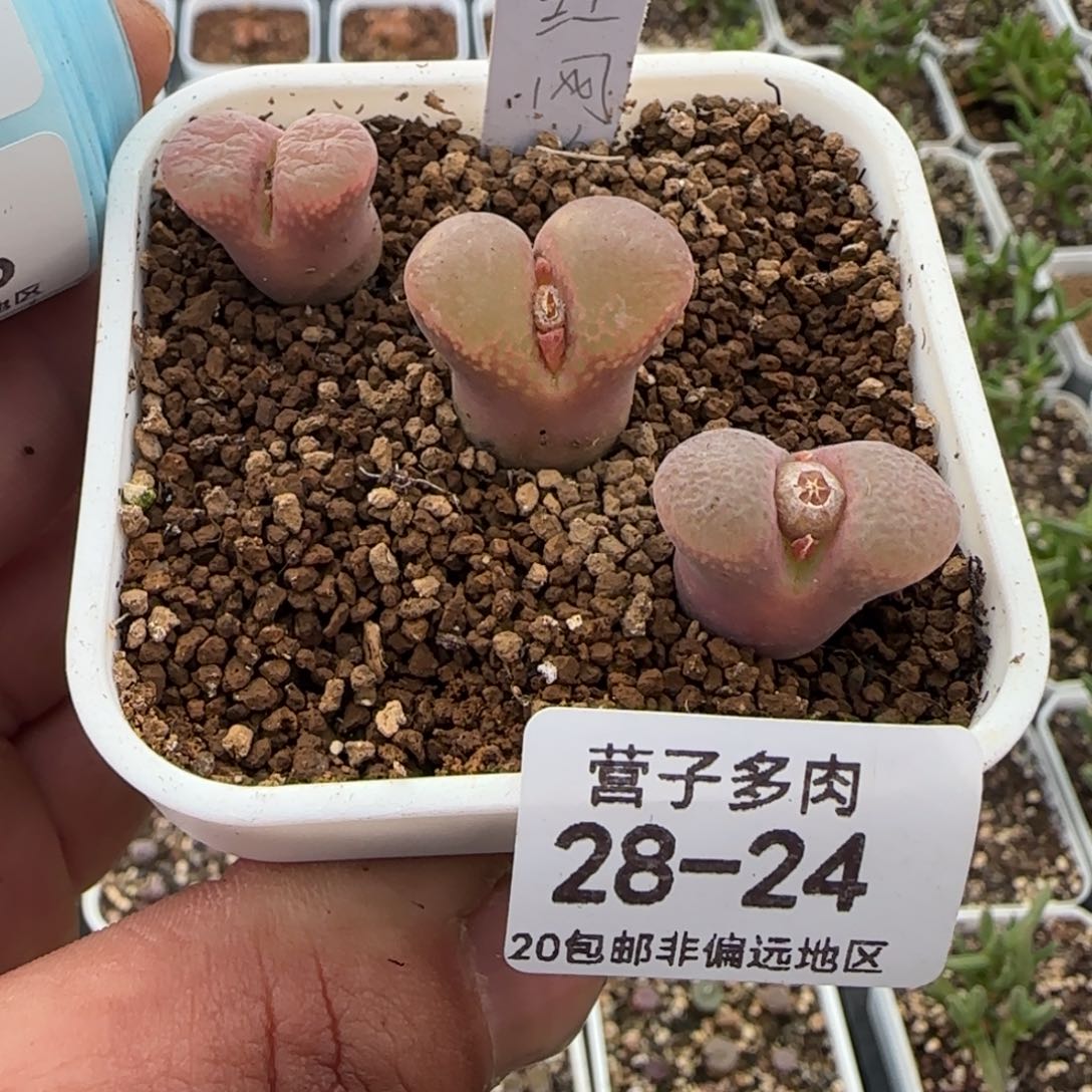 红网格母本。  3颗。           