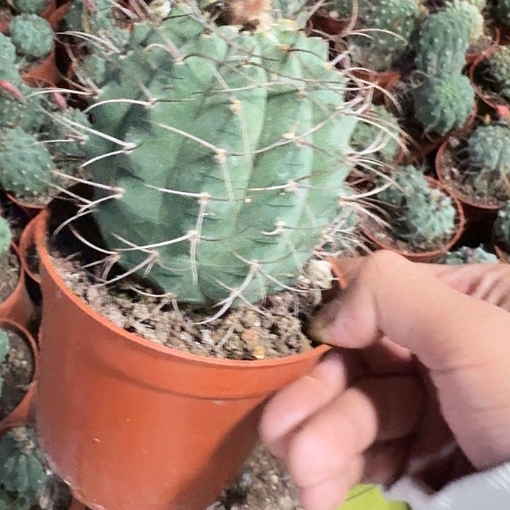 用***2无花朵奇香玉哈哈哈哈呼呼