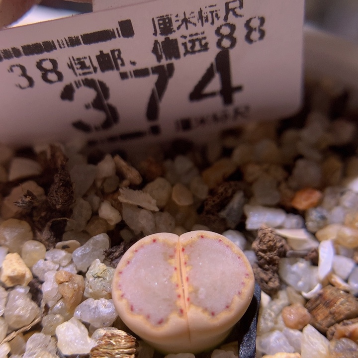 Sss精品生石花374