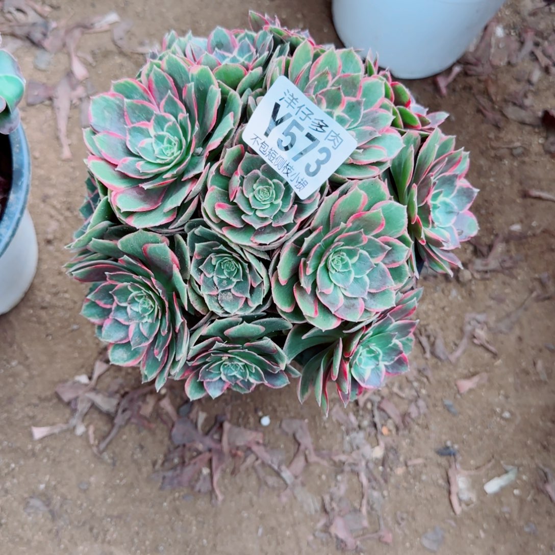 粉花妖发师573冠幅 18