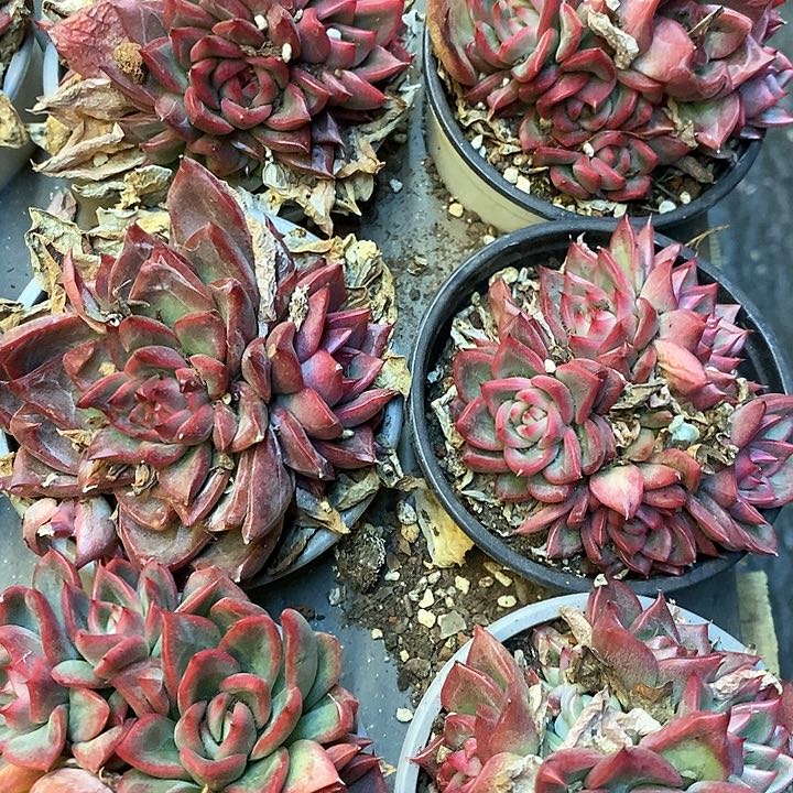 185。弗洛瑞安娜。福利多多