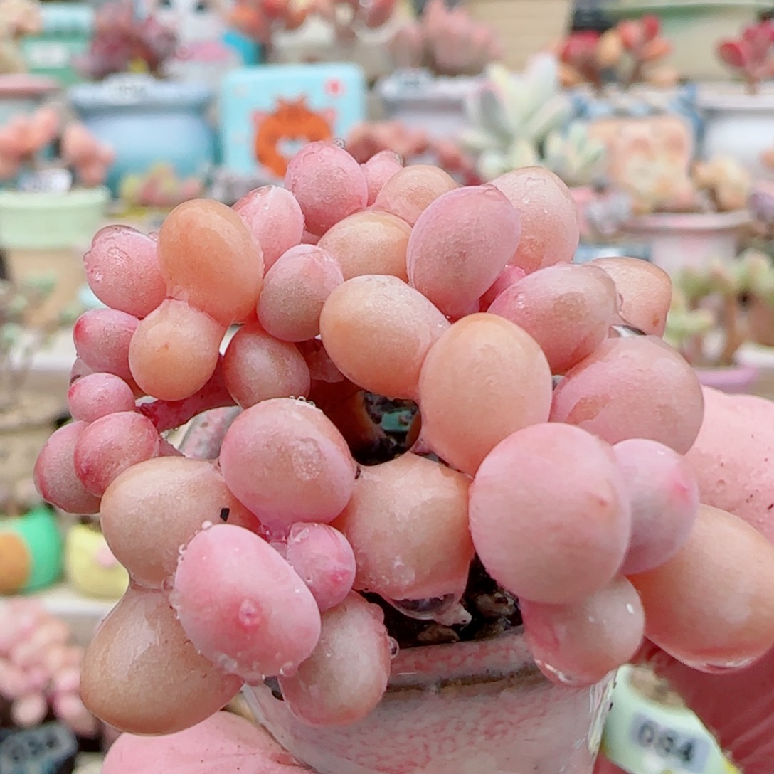 手捧桃蛋 盆口2.5cm