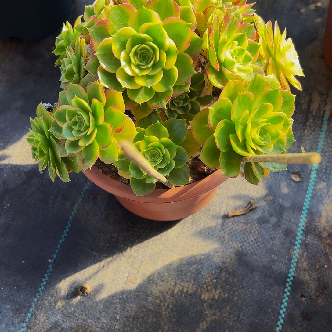 老庄粉体海王法师28.8