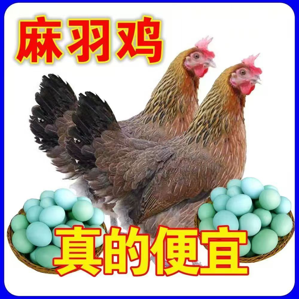 散养麻羽鸡活体宠物鸡  【一 单12只】包邮
