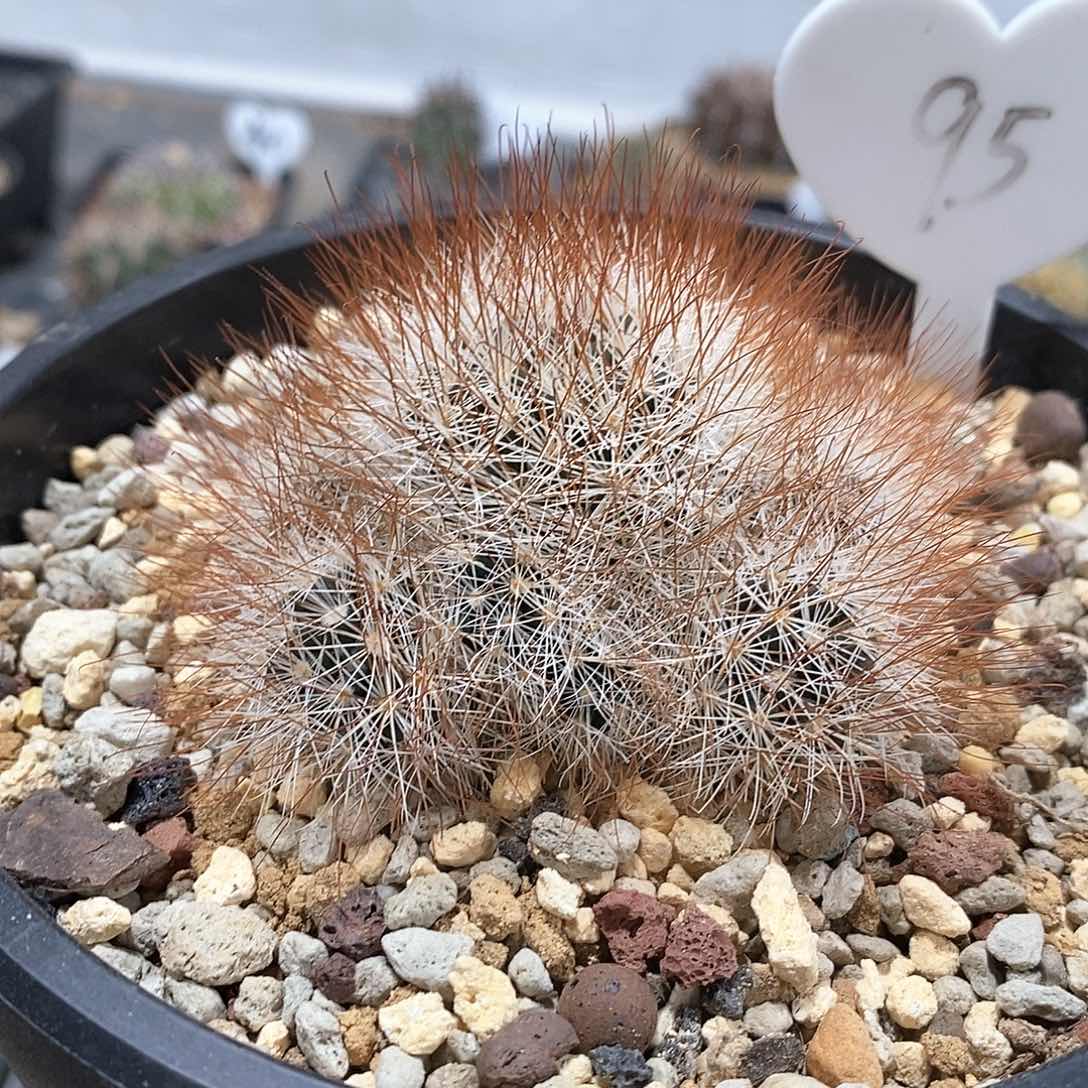 红刺马库斯仙人球