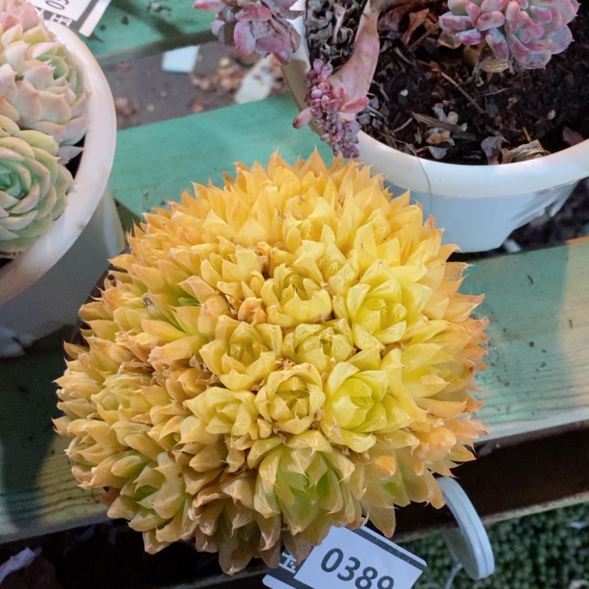 【闪购商品】黄金玉露0389