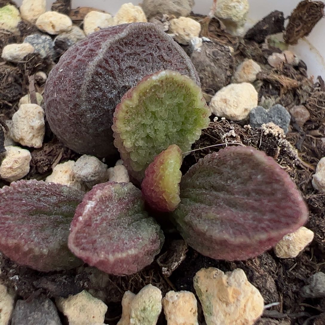 实生新品大苗多肉植物水泡