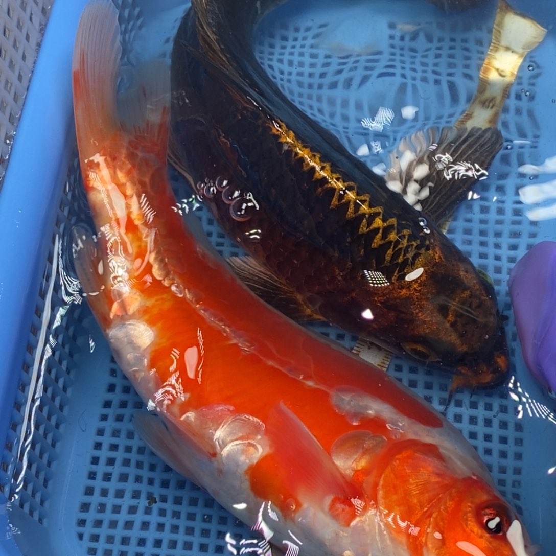 锦鲤冷水锦鲤包邮