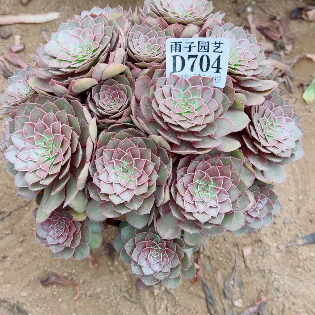 704红魔玫瑰尺寸20左右