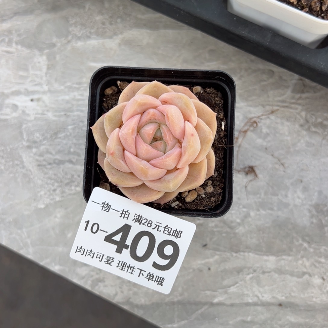 良辰多多肉多肉多肉