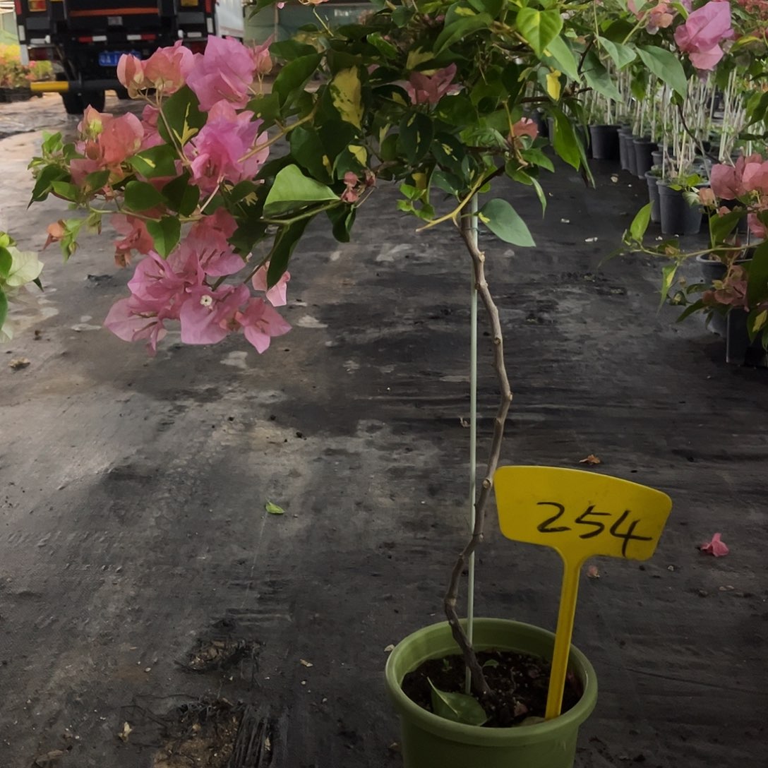 大部分花苞少量开放樱*金心橙白254