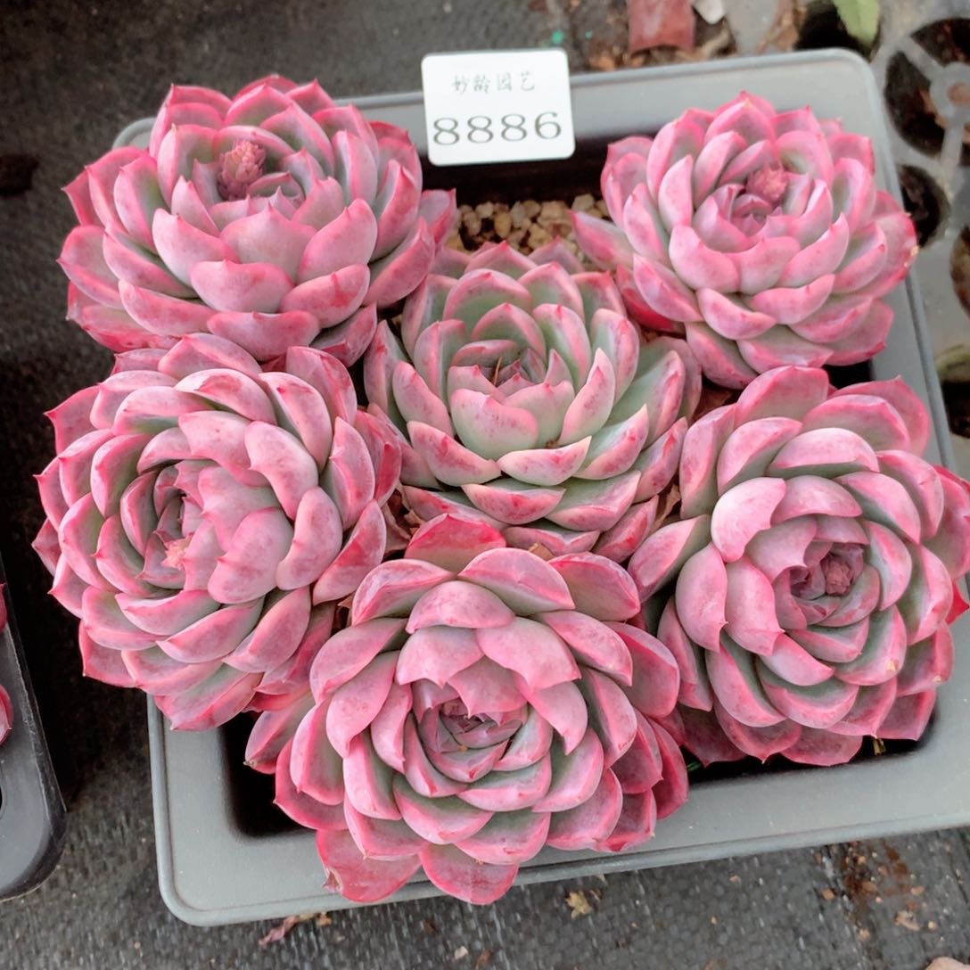 8886发发发发发发