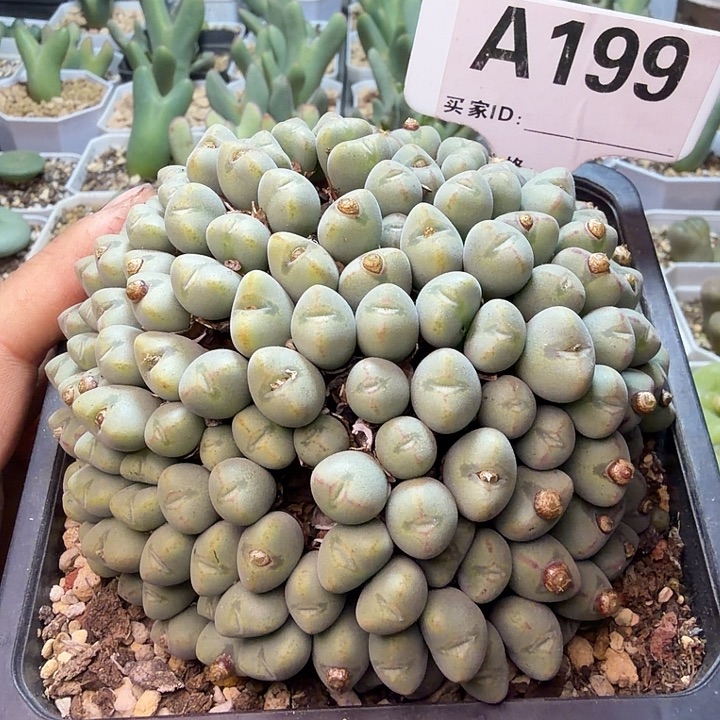 约****199。满38包邮肉锥