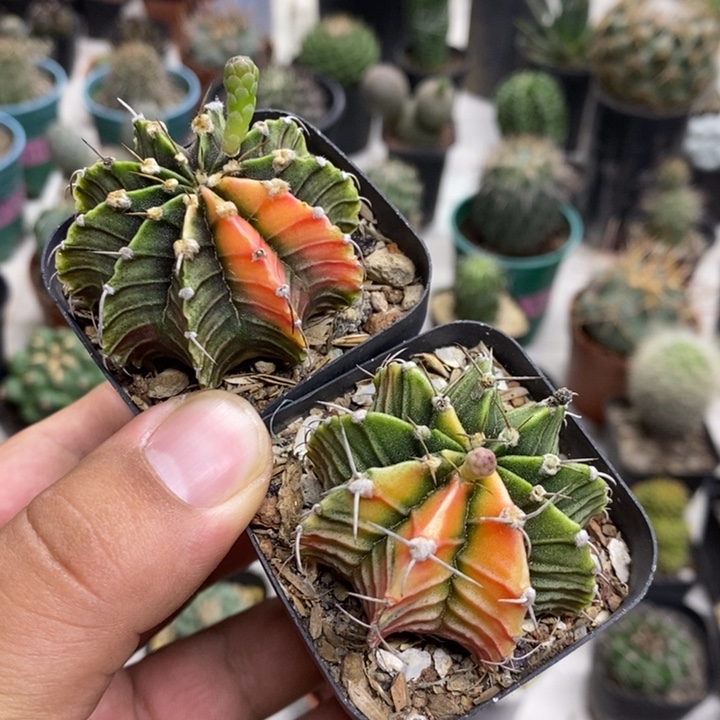 实生肋骨锦两颗特价