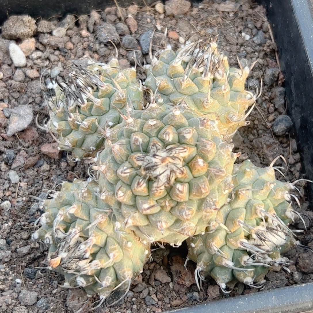 群生 娇丽自根仙人球