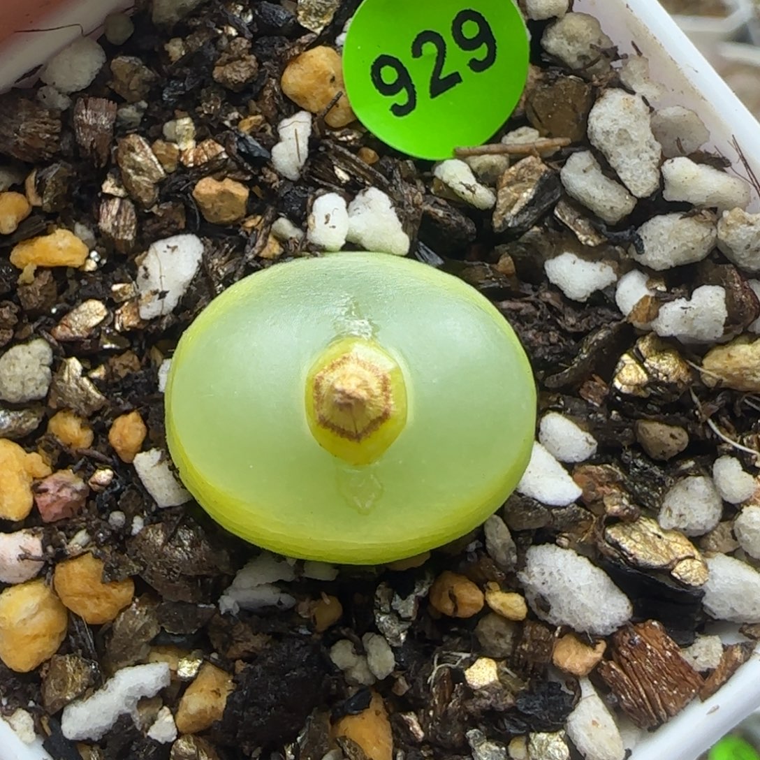 拉登1.8+多肉植物929