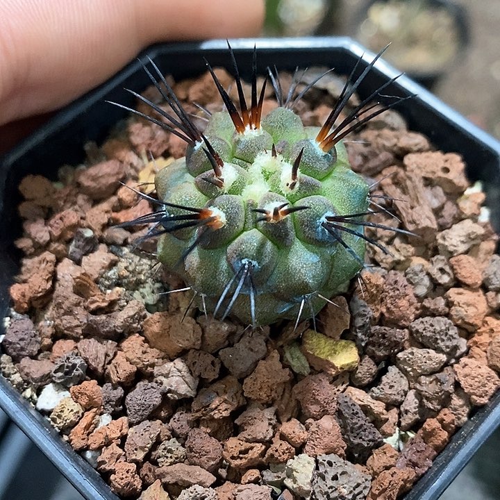 孤品实生优选长黑刺黑士冠2.6cm