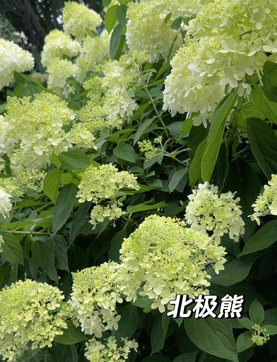 圆锥木绣球北极熊耐寒耐热新老枝开花（已发货不支持仅退款或拒签）