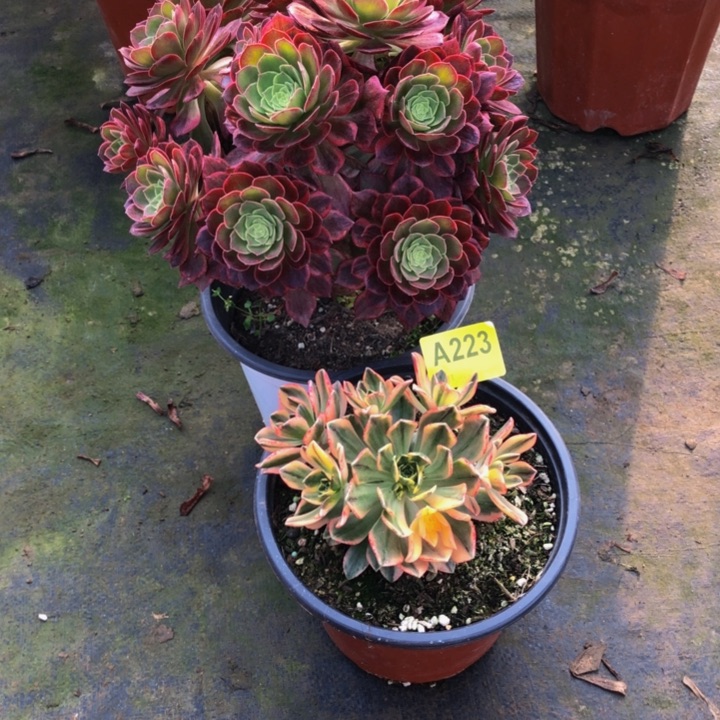 万黄锦多肉211000000000