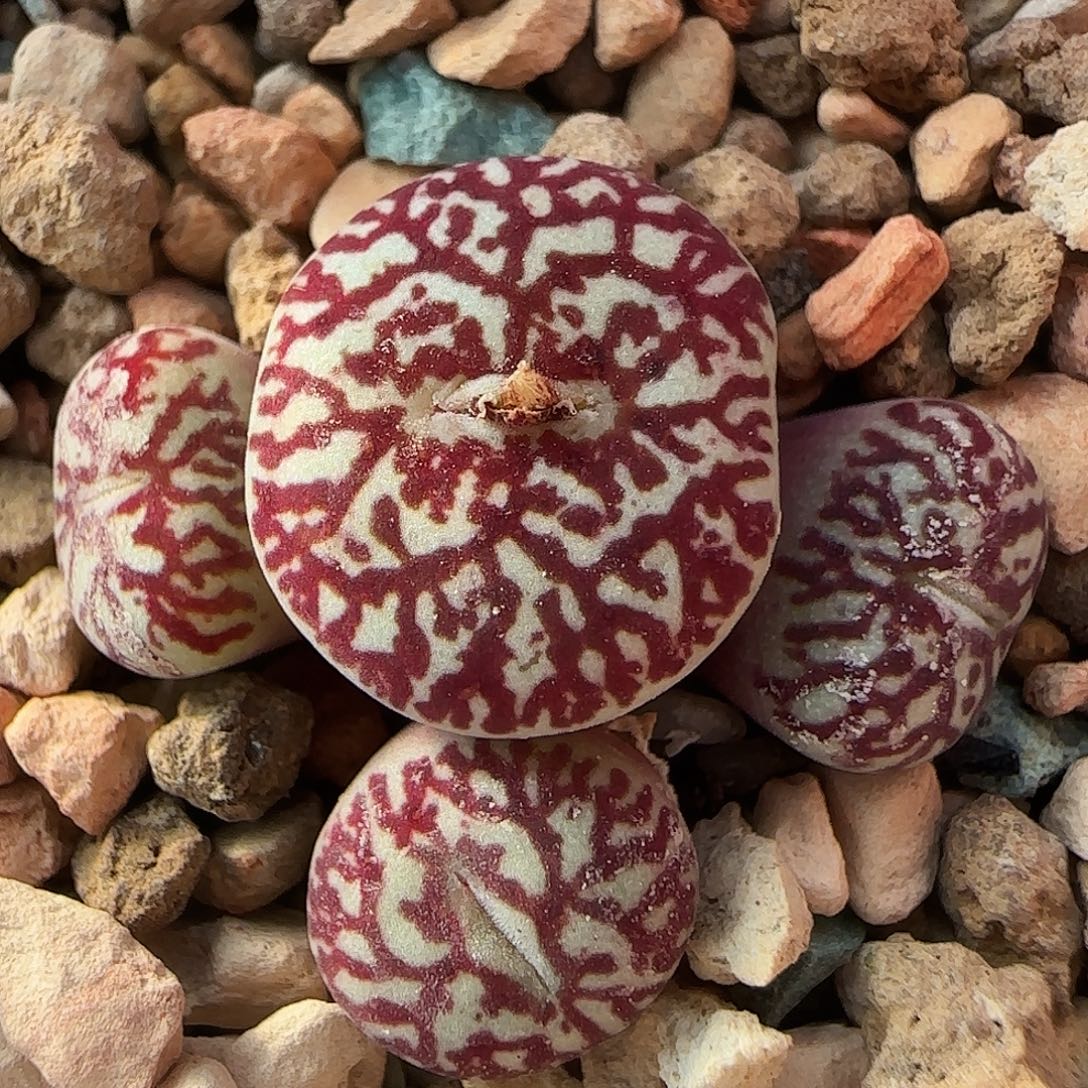 ღ***妮多肉植物母本优惠181号