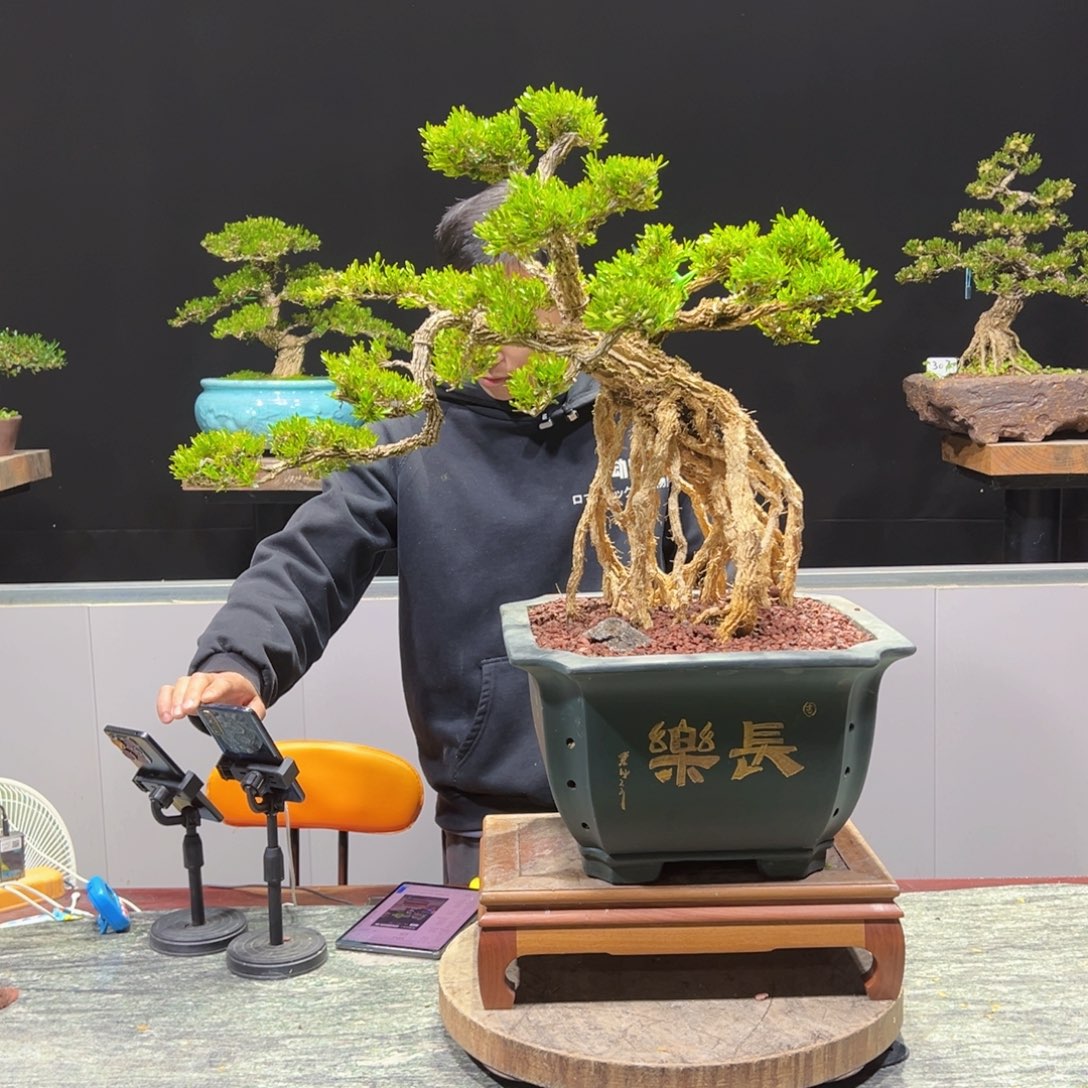 黄杨盆景老桩四季长青