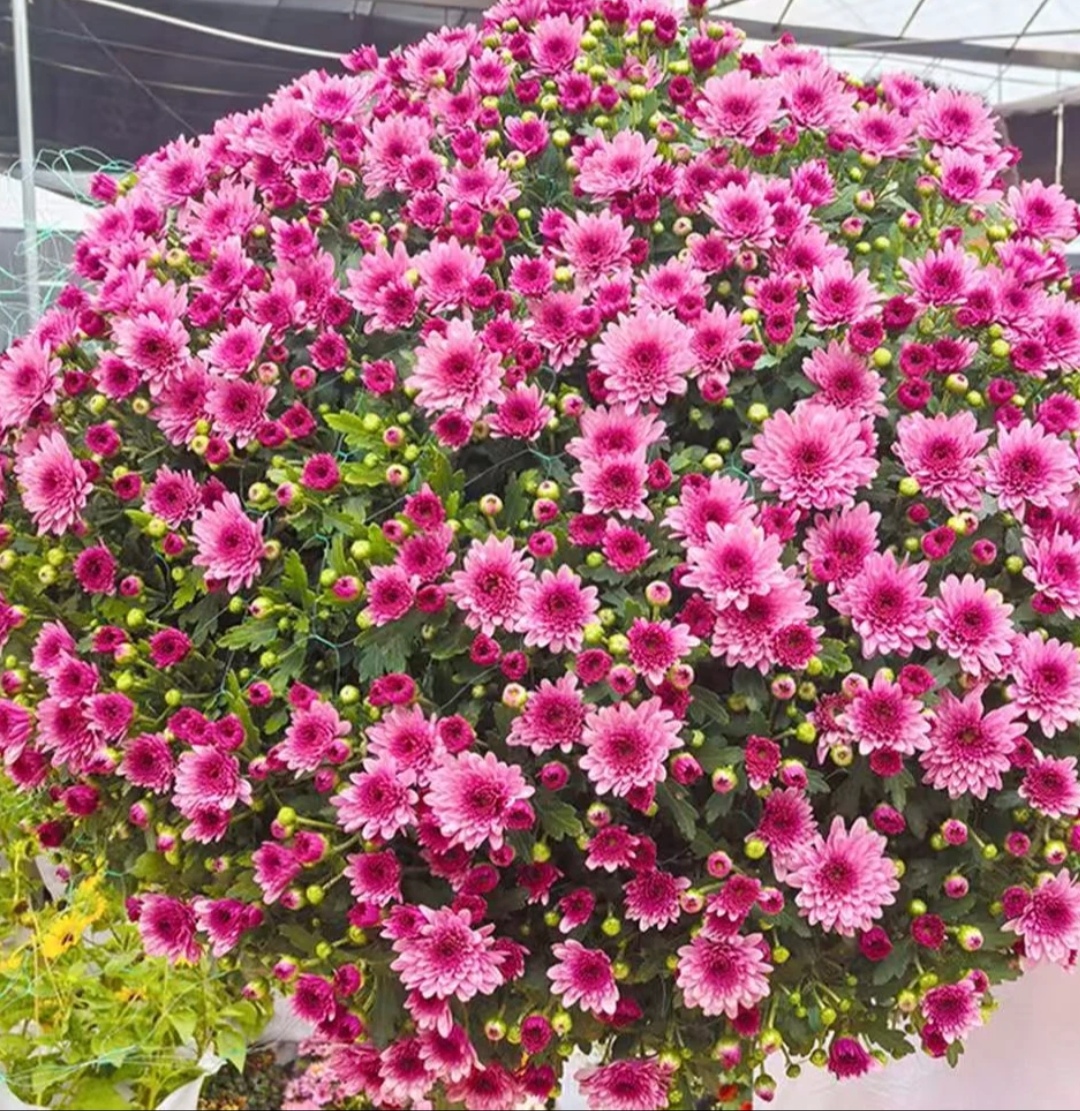 千头球菊【草莓甜心】耐寒耐热适合阳台庭院鲜花