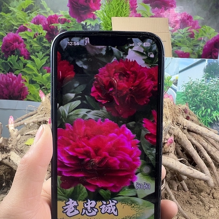 完全开放老忠诚大红色