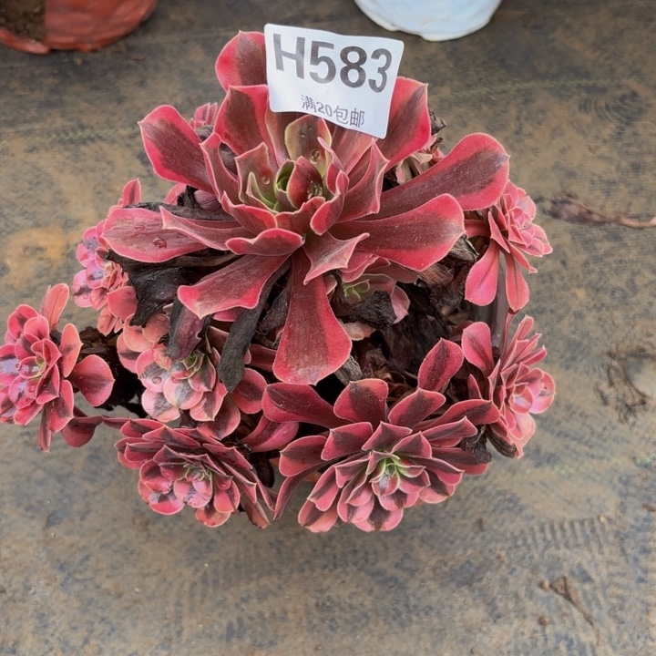 瑞妈多肉园艺583美杜莎