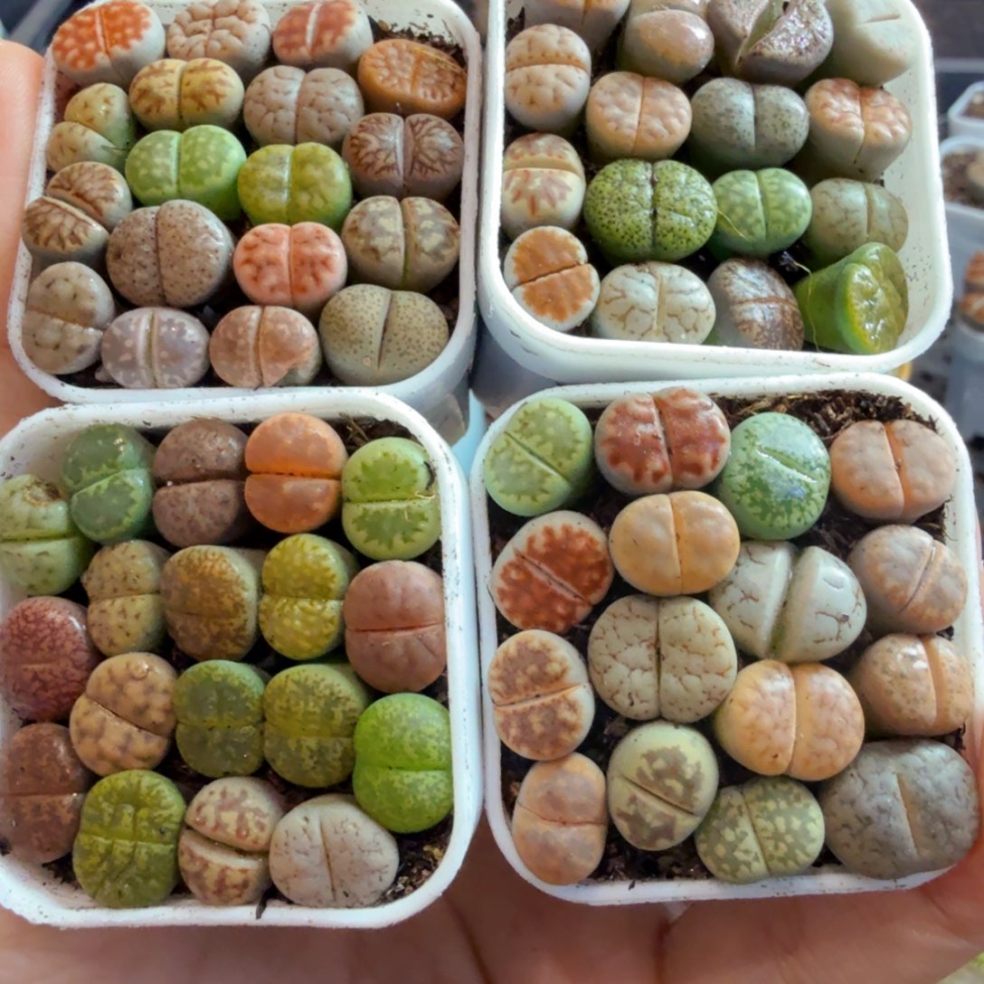 果***冻多肉植物福利来咯840