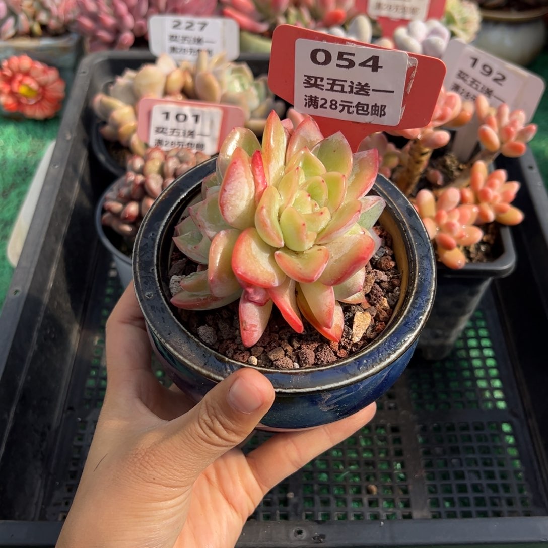表妹精品多肉植物054.