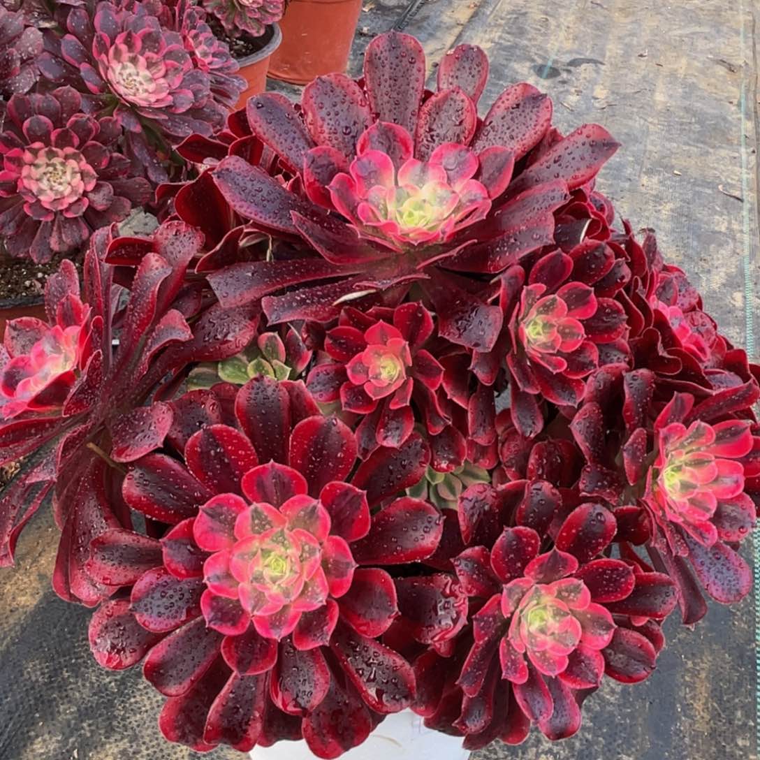 955美杜莎大大捧花精品法师多肉