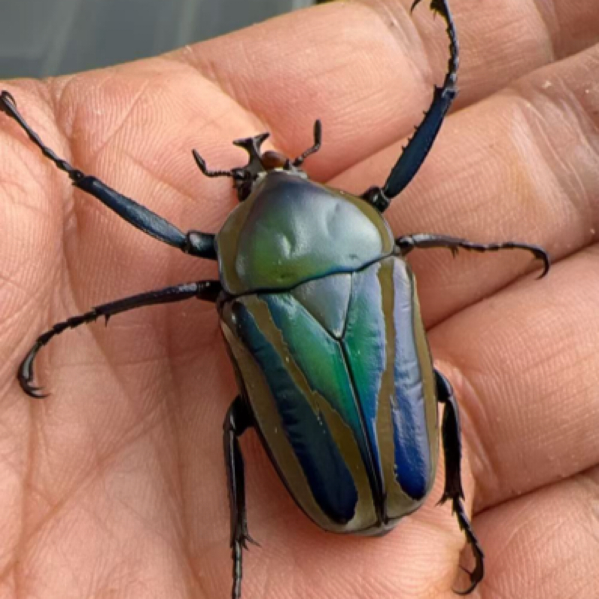 白条花金龟 成虫活体（12号）