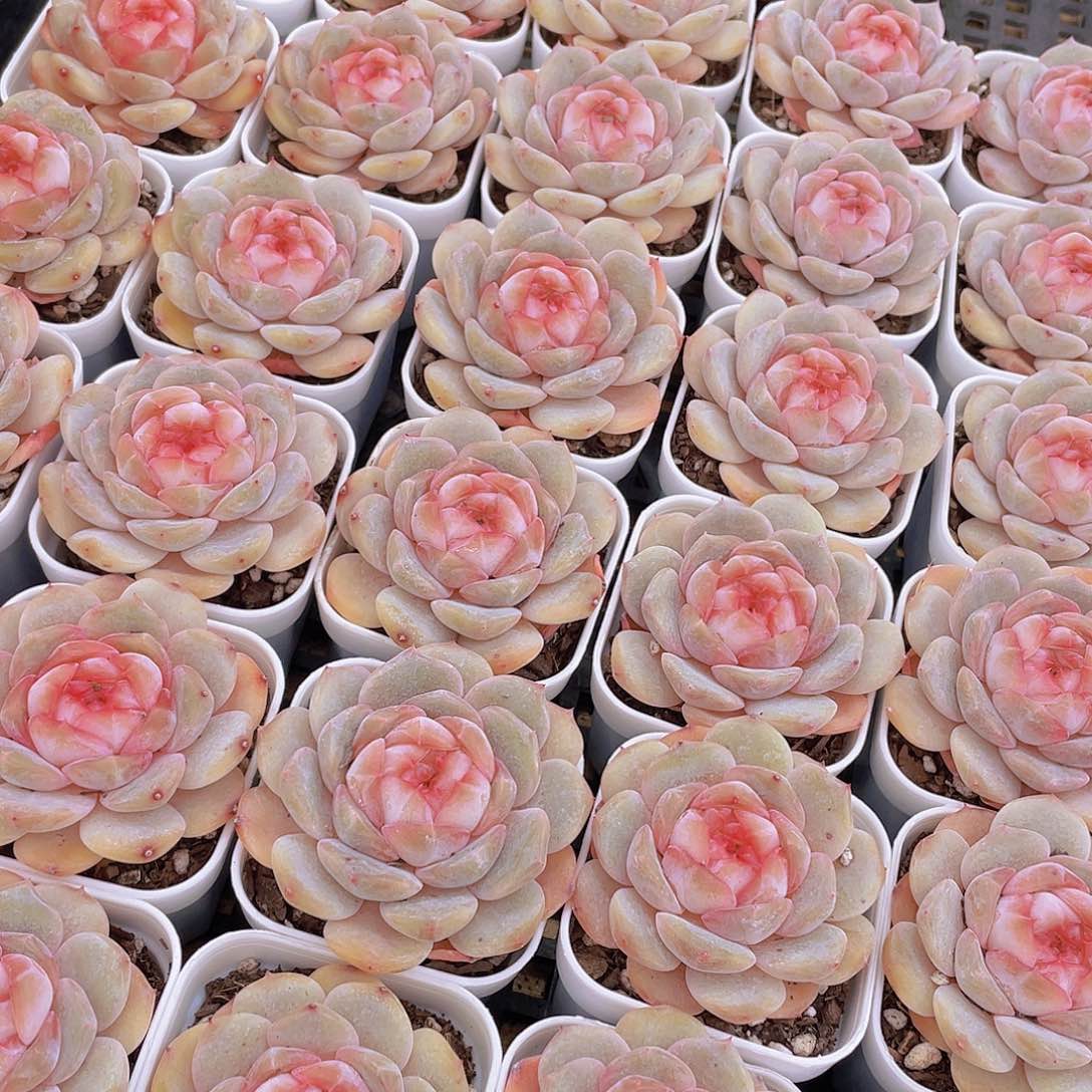 量拍144号 桃心珍妮单头一个