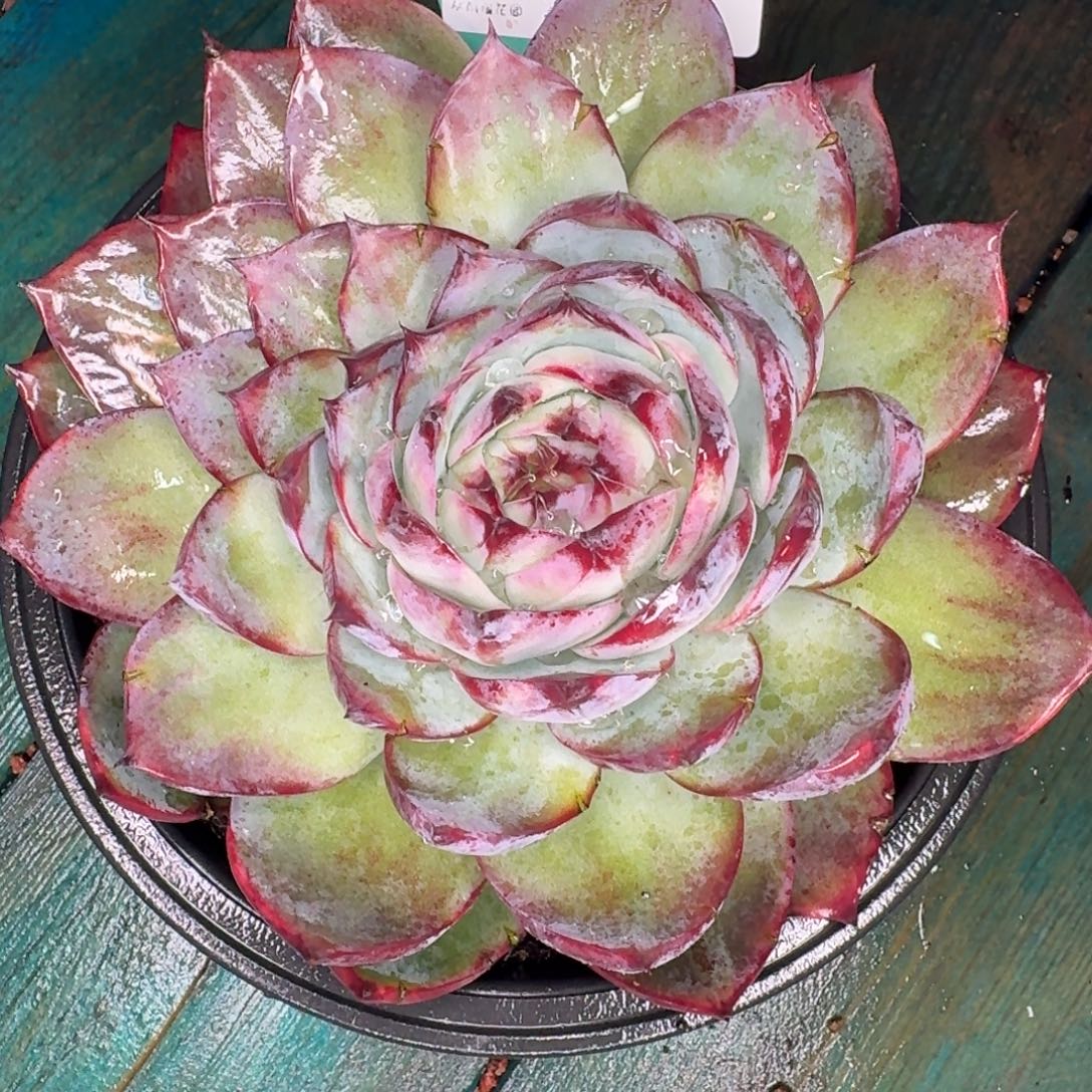 从前慢多肉精选编号1109.142