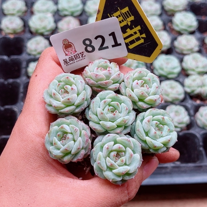 多肉植物多肉植物