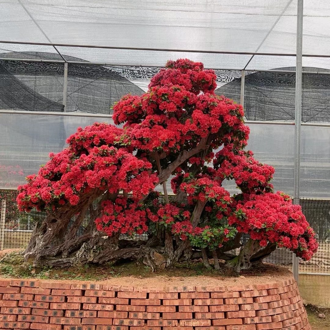 （伍）杜鹃老桩绿植盆栽地景好养开花漂亮庭院种植一物一拍不包邮