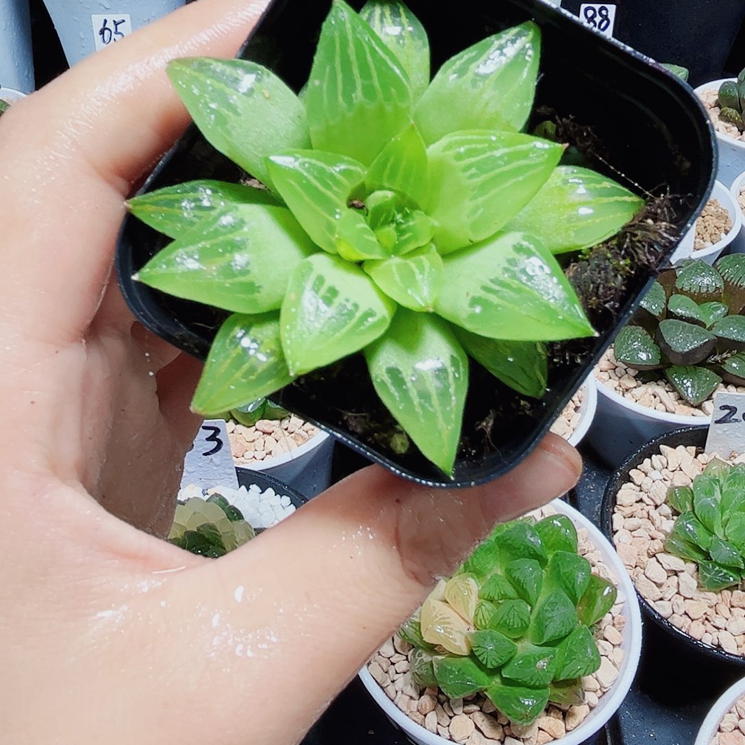 水晶寿多肉植物66666