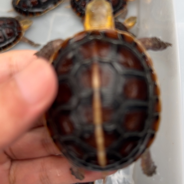 母绿毛龟平**庸啦啦了我