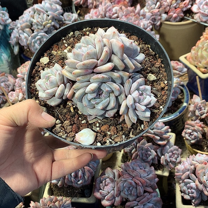 星影多肉植物哈哈哈哈8