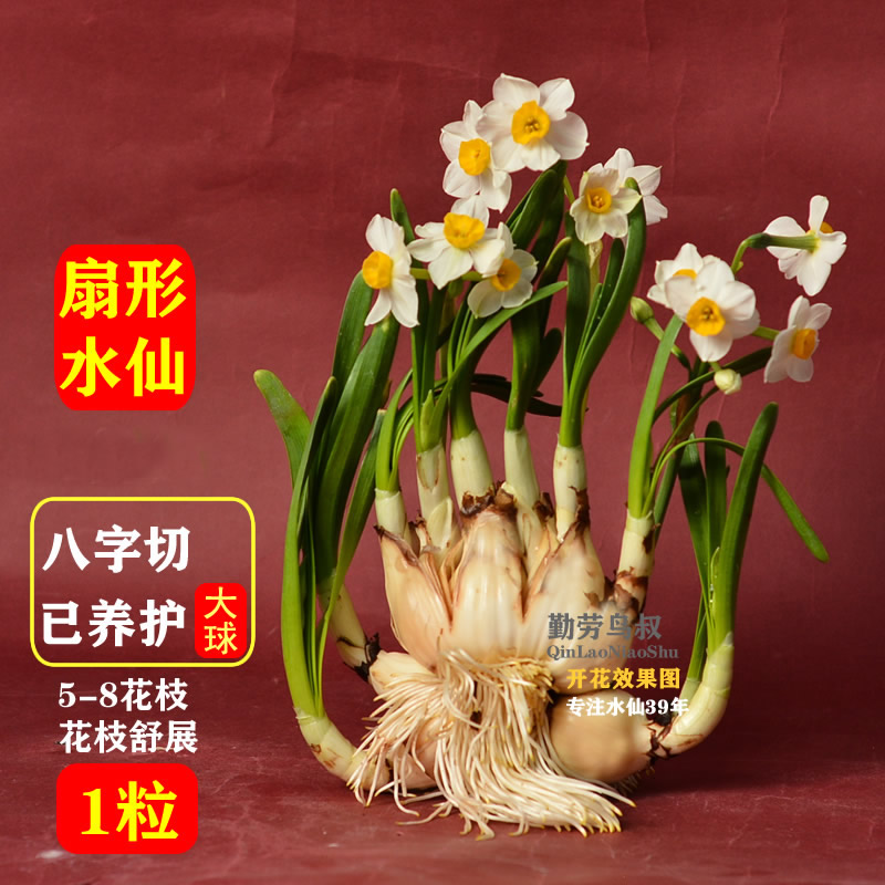 06鸟叔甄选[水仙花王2粒装+盆+底座]老师傅水仙花八字切矮化种球