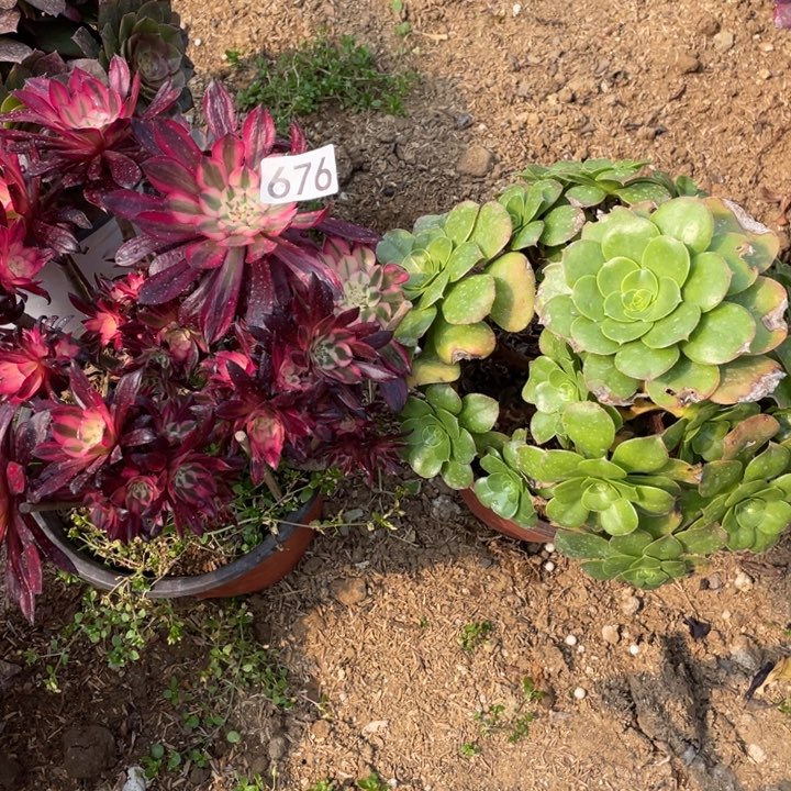 676多肉植物组合无售后