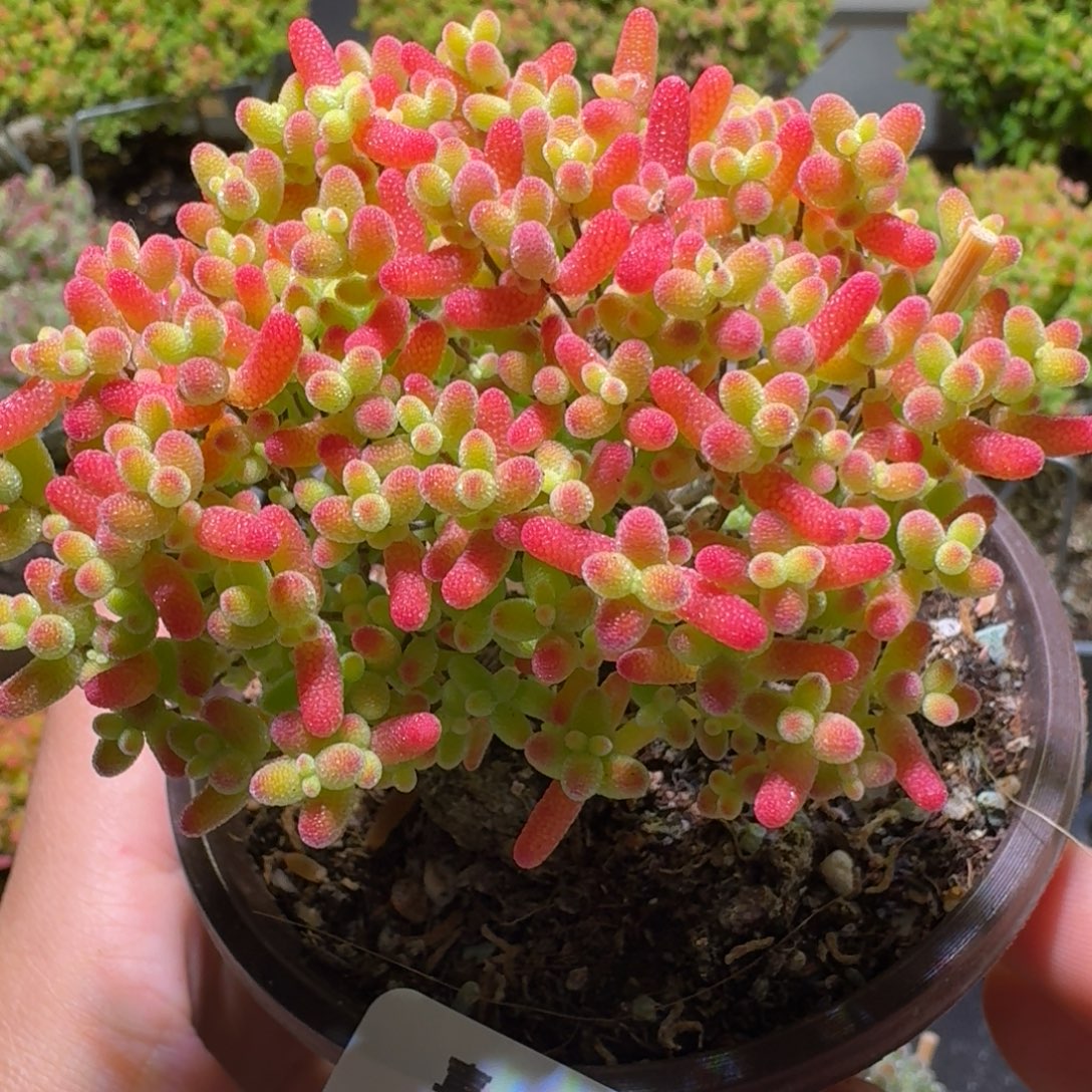 蜜桔糖球枝干番杏664