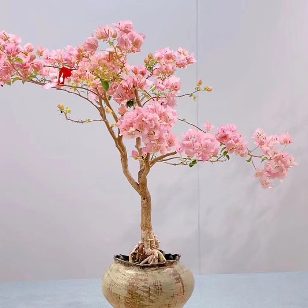 三角梅稀有品种梦幻雪紫好养易活四季开花